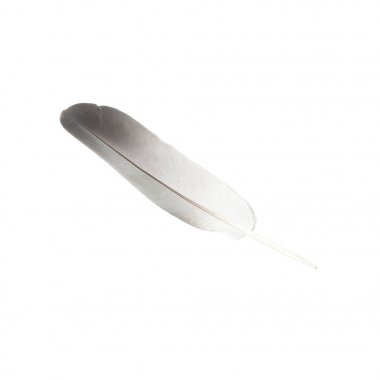 pluma de pájaro solo