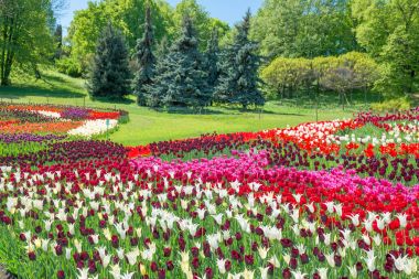 Lale park alanı