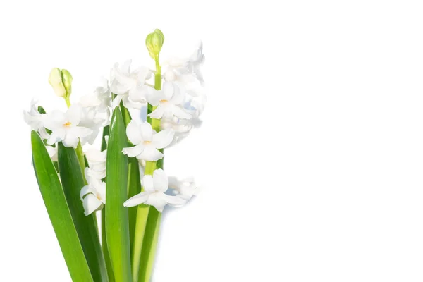 Bukiet kwiatów Hiacynt w doniczce — Zdjęcie stockowe