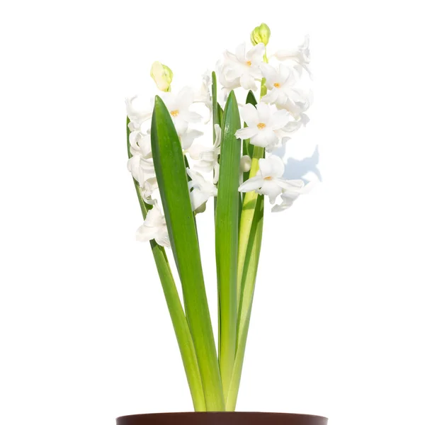 鍋にヒヤシンスの花の花束 — ストック写真
