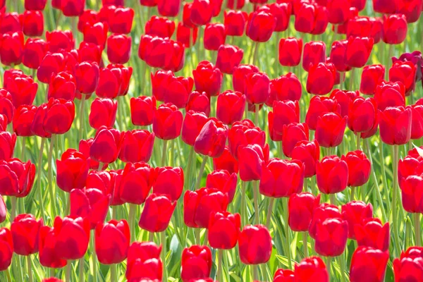 Vele rode tulpen — Stockfoto