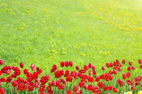 Červené tulipány na hřišti — Stock fotografie