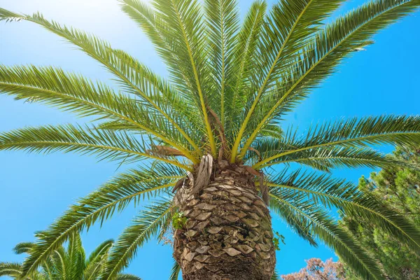 Grote palmboom — Stockfoto