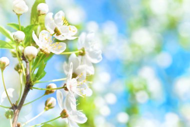 White flowers on blossom cherry tree clipart