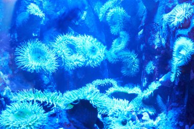 Mavi tropikal mercan resif üzerinde
