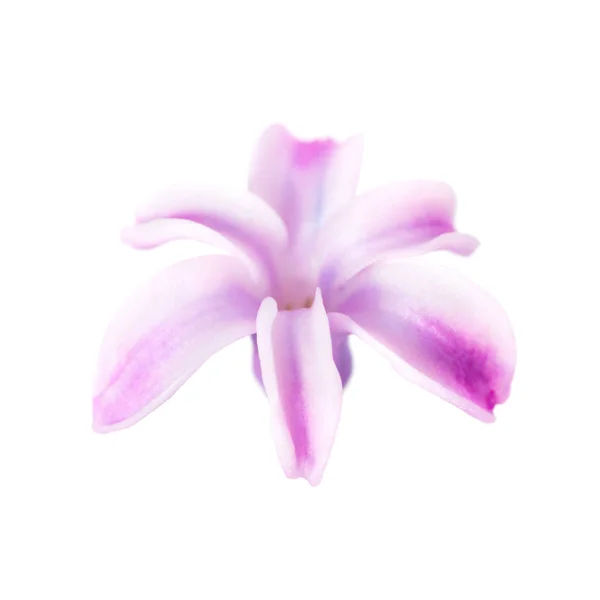 春のバイオレットの花 — ストック写真