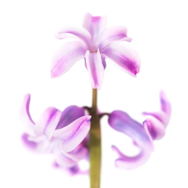 Våren blomma lila hyacint — Stockfoto