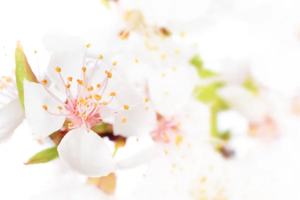 Branch of cherry white flowers — Stock Photo, Image