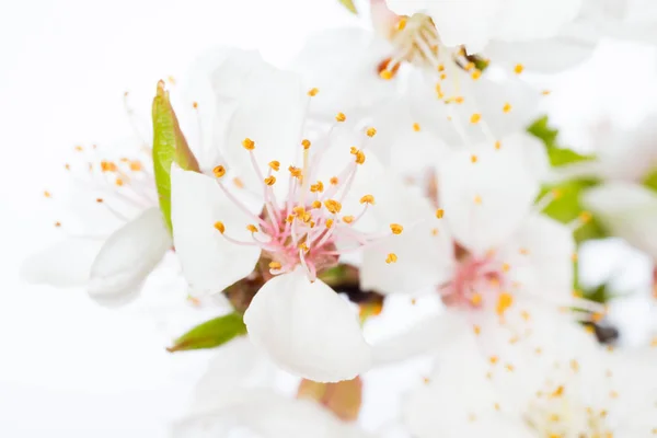 Rama de flores blancas cereza — Foto de Stock