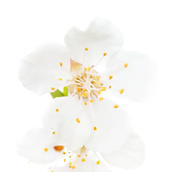 Branch of cherry white flowers — Stock Photo, Image