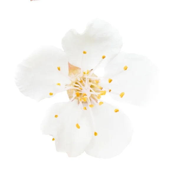 Белый цветок из вишни — стоковое фото