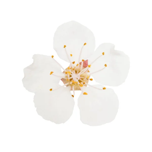 Flor blanca del cerezo — Foto de Stock