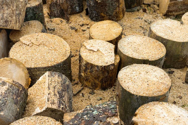 Wooden logs of oak tree — Stock Photo, Image