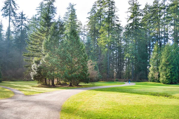 Pfad im grünen, sonnigen Park — Stockfoto