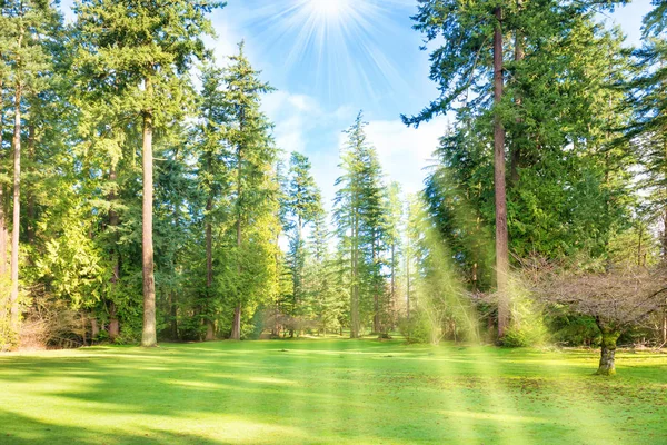 Gröna solig park med stora träd — Stockfoto