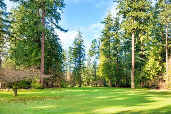 Parc vert ensoleillé avec de grands arbres — Photo