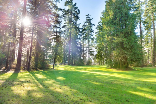 Groene zonnige park met grote bomen — Stockfoto