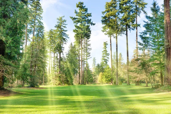 Verde parque soleado con árboles grandes — Foto de Stock