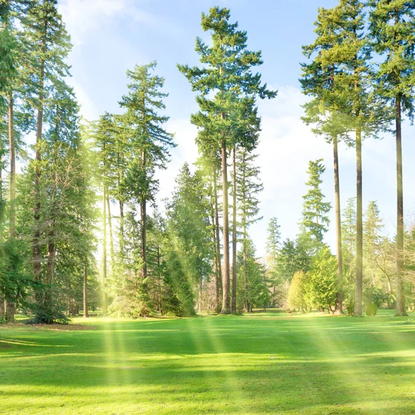 Green sunny park with big trees