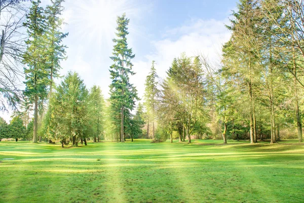 Groene zonnige park met grote bomen — Stockfoto