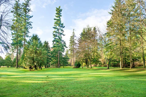 Parco verde soleggiato con grandi alberi — Foto Stock