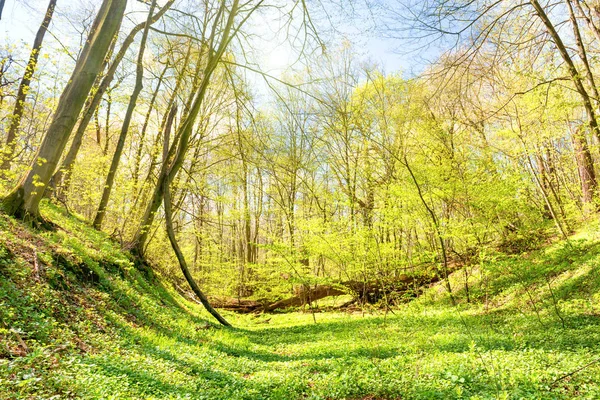 Hierba verde en prado en bosque de primavera — Foto de Stock