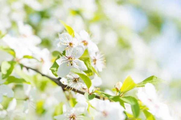 Flores brancas na árvore de cereja de flor — Fotografia de Stock