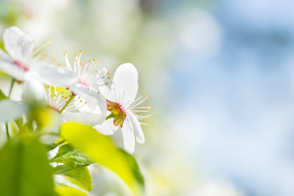 Белые цветы на цветущей вишне

