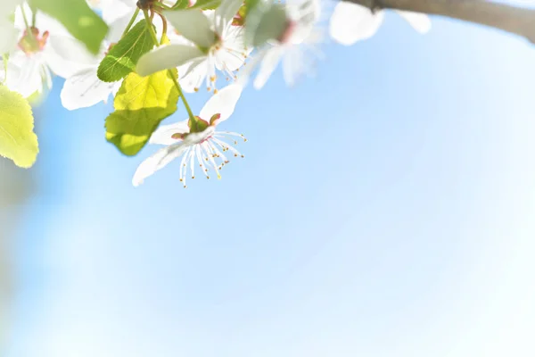 Flores brancas na árvore de cereja de flor — Fotografia de Stock