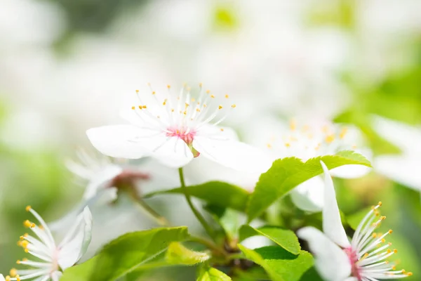 Flores brancas na árvore de cereja de flor — Fotografia de Stock