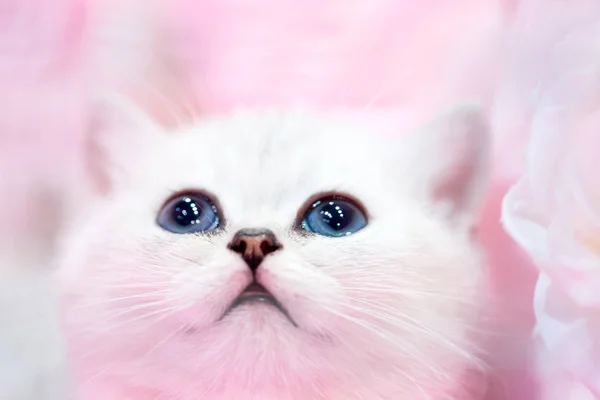Little cute white kitten