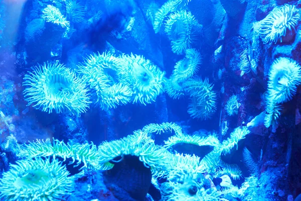 Coralli tropicali blu sulla barriera corallina — Foto Stock