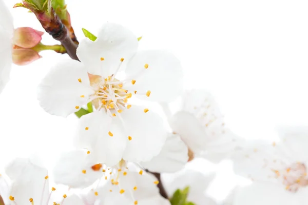 Branch of cherry white flowers — Stock Image Branch of cherry white flowers Stock Image