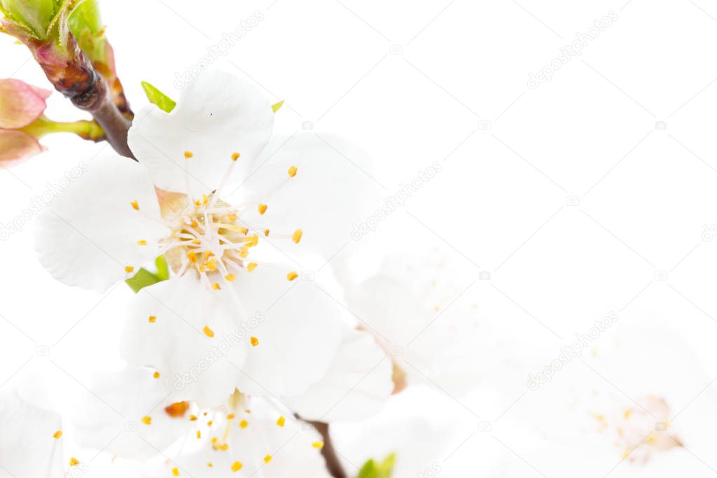 Branch of cherry white flowers