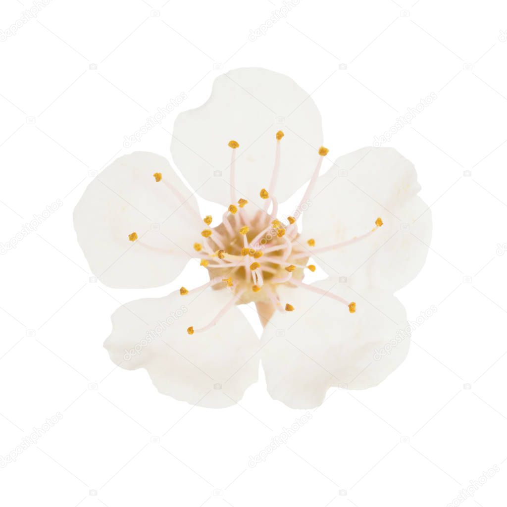 White flower from cherry tree