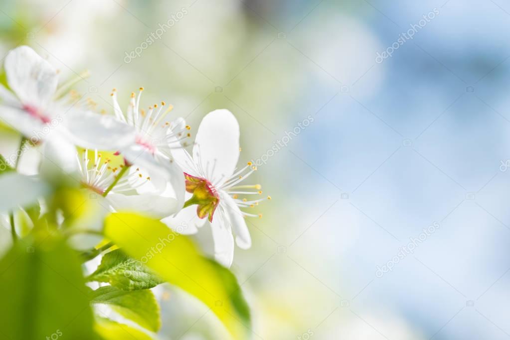 White flowers on blossom cherry tree