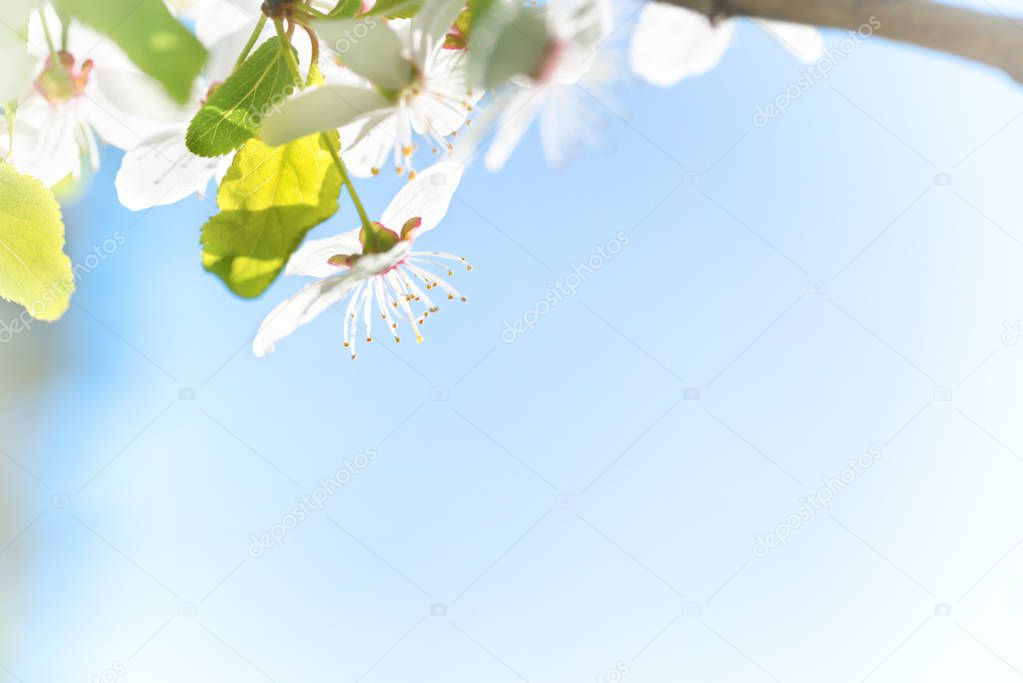 White flowers on blossom cherry tree