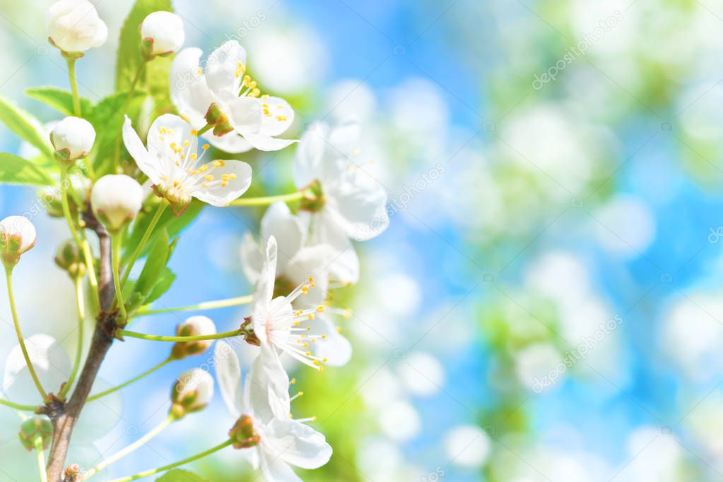 White flowers on blossom cherry tree