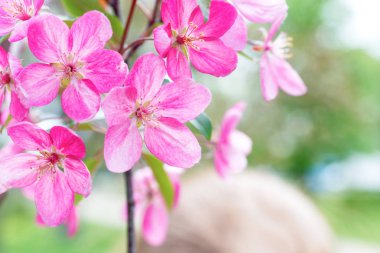 Pembe sakura çiçeklerin çiçeği