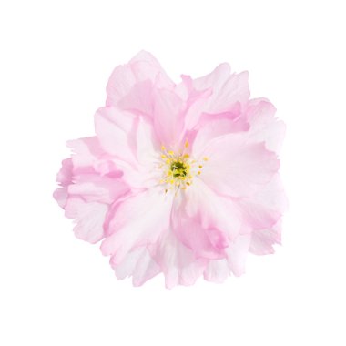 Pembe sakura kiraz çiçek