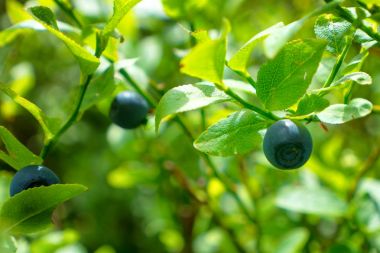 Wild blueberries in forest