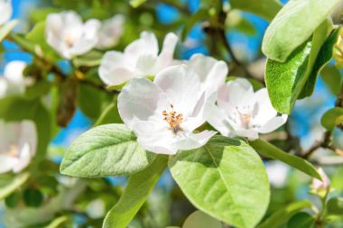 Blossom quince tree with white flowers clipart
