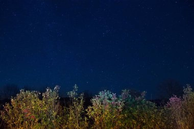 Mavi karanlık gece gökyüzü altında sonbahar orman