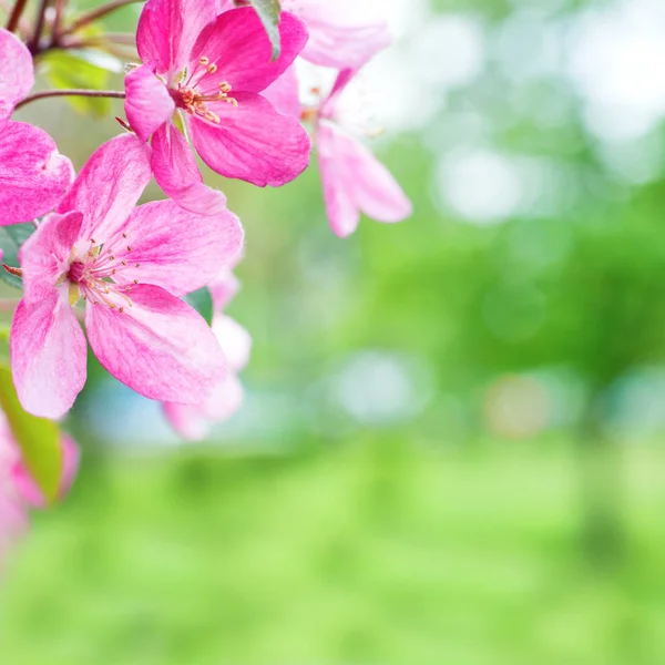 체리 핑크 사쿠라 꽃의 꽃 — 스톡 사진