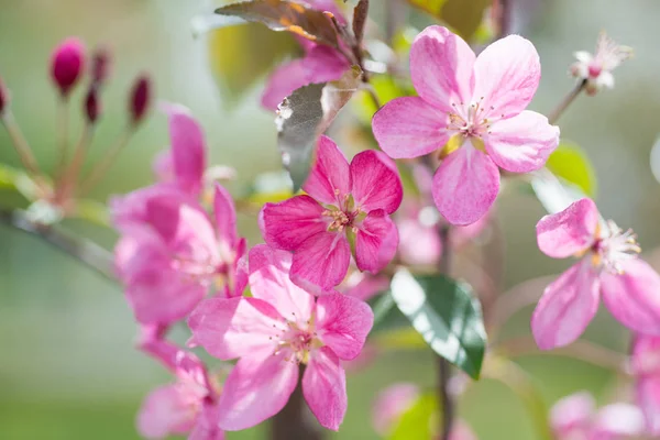 Blossom of pink sakura flowers — Stock Photo, Image