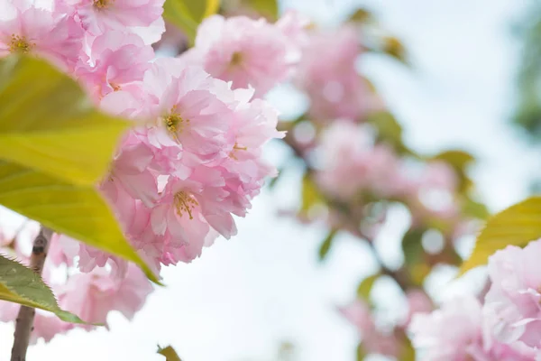 Flores de sakura rosa en un cerezo primaveral — Foto de Stock