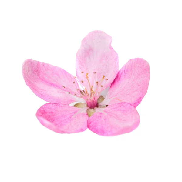 Flor rosa del árbol de sakura —  Fotos de Stock