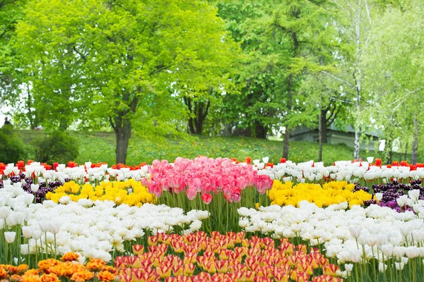 Rode tulpen in het park — Stockfoto