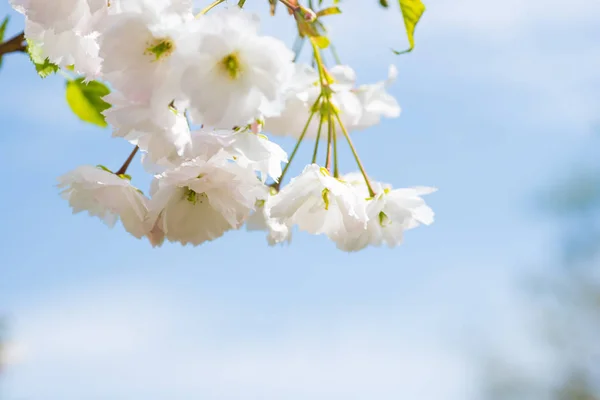 Flores de sakura brancas em uma árvore de cereja de primavera — Fotografia de Stock
