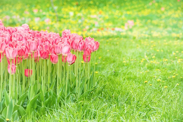 Roze tulpen in het park — Stockfoto